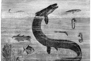 Vintage marine reptile illustration