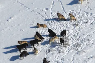 Stahler Yellowstone Wolves