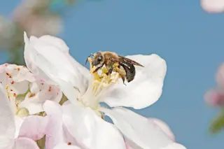 A wild bee (Melandrena sp.) visits an apple flower.
