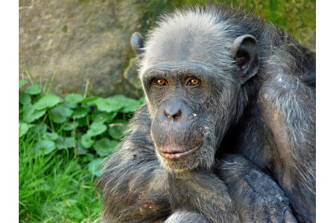 old chimpanzee