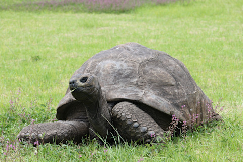 Jonathan the giant tortoise