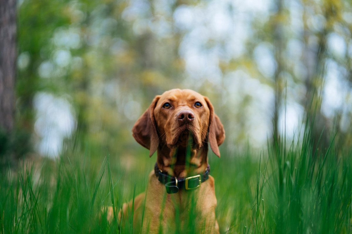 Hiking With Your Dog Off-Leash Could Create Problems for Nature | Discover Magazine