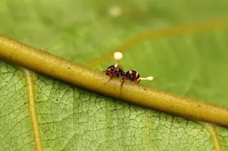 Zombie ant fungus
