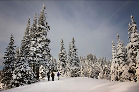 Hikers in the snow covered trees in the olympic national park, washington state