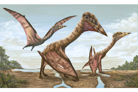 Thanatosdrakon amaru