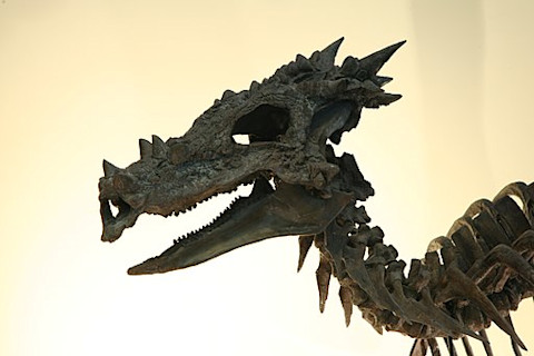 Dracorex hogwartsia