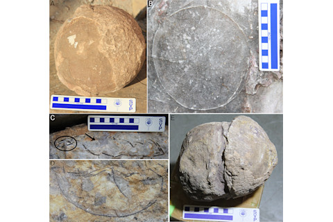 Fossil Dinosaur Eggs
