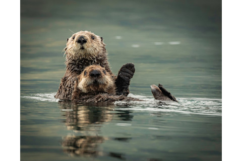 Sea Otters