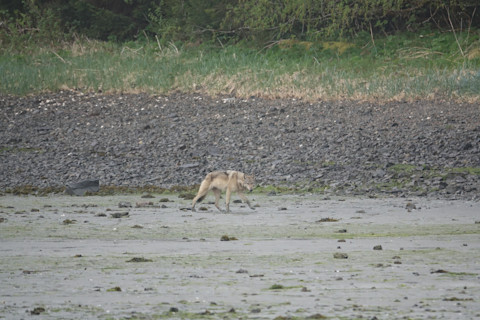 lone wolf