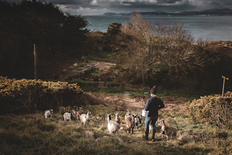 Old Irish Goats