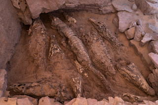 Crocodile Mummies