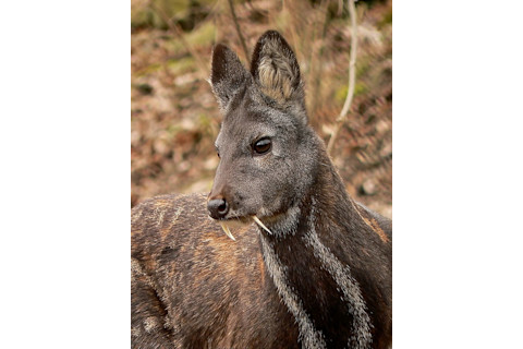 Siberian Musk Deer - Николай Усик