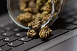 Weed