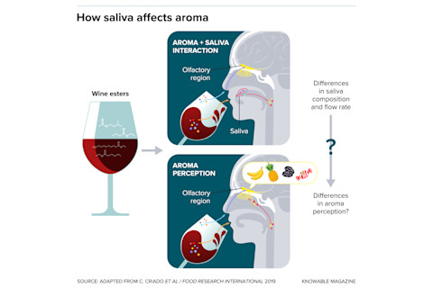 g-saliva-and-aroma-alt