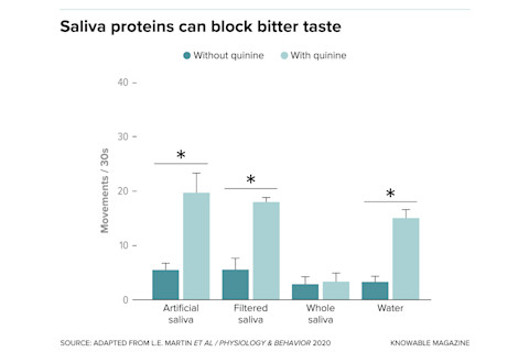 g-saliva-and-bitterness-alt