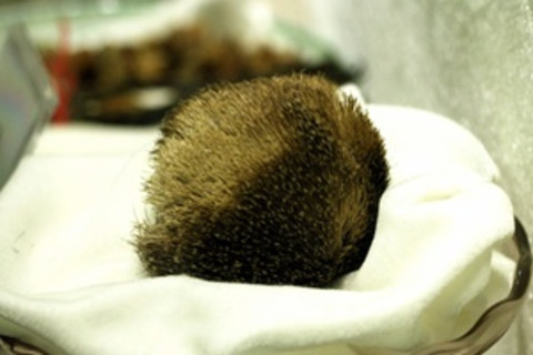 Musk Pod - Wikimedia Commons