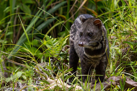 Malayan Civet - Flickr