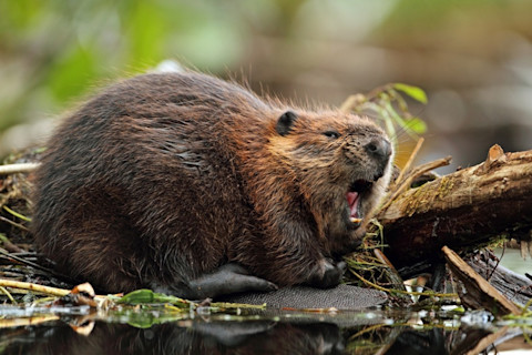 Beaver - Shutterstock