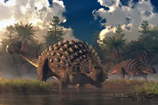 Ankylosaur