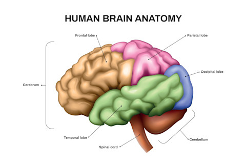 Prefrontal lobe in human brain