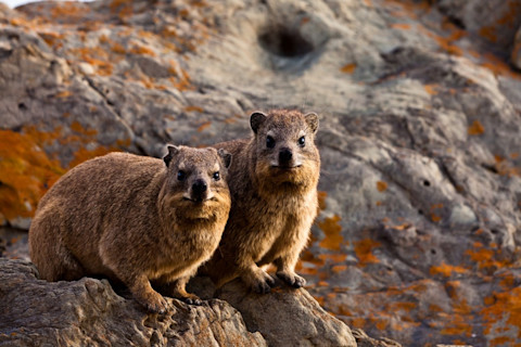 Rock Hyrax - Shutterstock