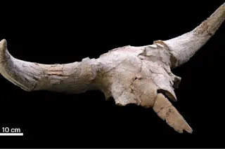 Bison priscus crania, animal skull used for decor