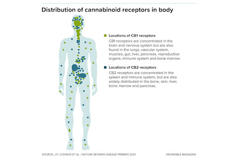 g-cannabinoid-receptors-in-body-alt