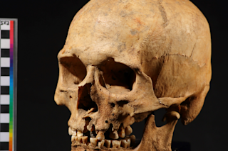 Low-Res Skull CREDIT Sergey V Semenov.jpg