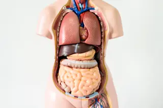 organs