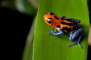 Poison dart frog