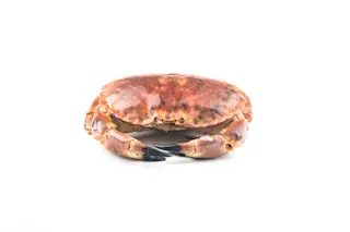 Cooked brown crab