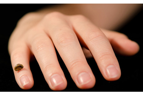 Reconstructed Denisovan finger - Max Planck