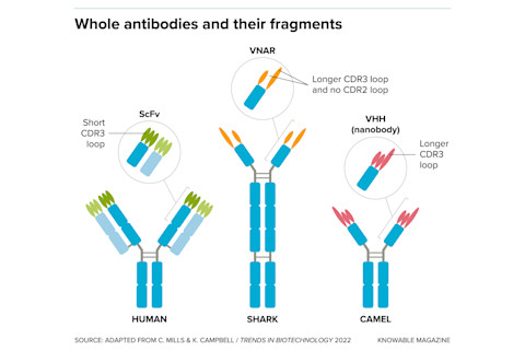 g-antibody-whole-and-fragment-alt