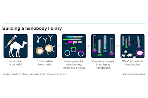 g-nanobody-library-alt
