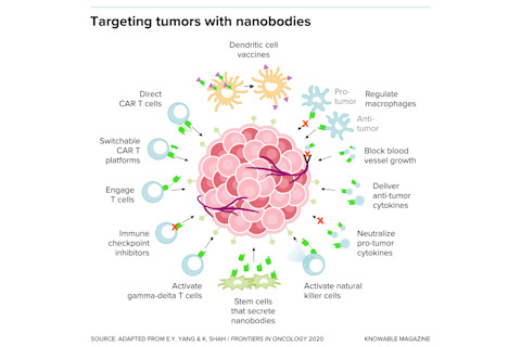 g-target-tumor-nanobodies-alt