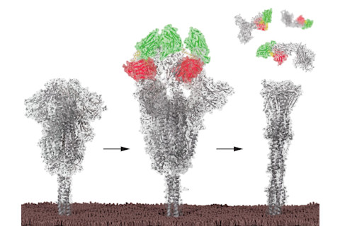 g-nanobodies-binding