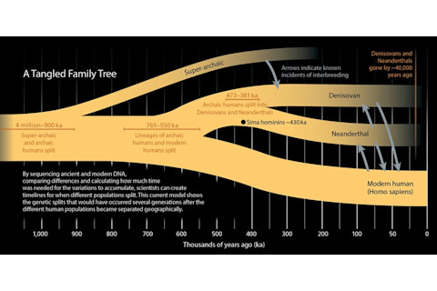 Denisovan family tree - Mackey/Discover
