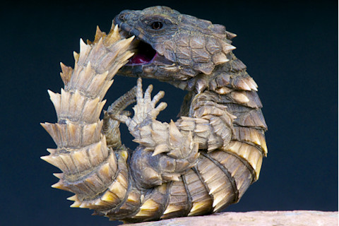 Armadillo lizard biting itself