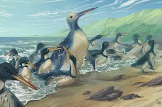 Life reconstructions of Kumimanu fordycei and Petradyptes stonehousei. 