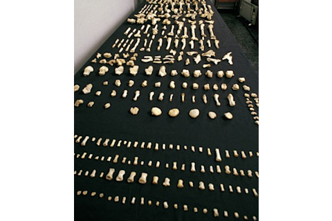 Neanderthal bones, Spain’s Sima de los Huesos - Science Source