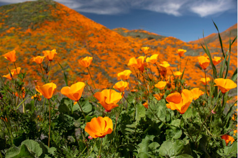 Large orange poppy fields cover entire hillsides during California's wild flower Superbloom