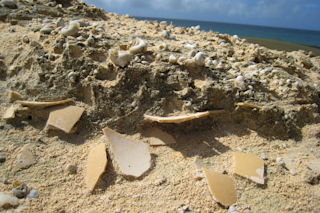 Eggshells in the sand