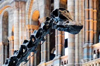 Dippy the Dinosaur