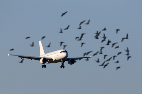 Airliner landing with a flock of birds flying around