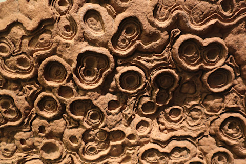 Ancient Stromatolite Fossils