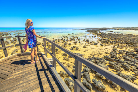 Hamelin Pool Stromatolites (and friend)