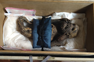 Mermaid mummy of Enjuin temple in Japan