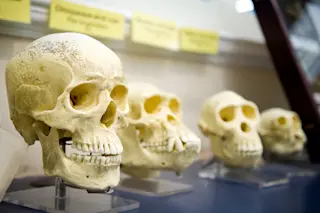 Human evolution skulls