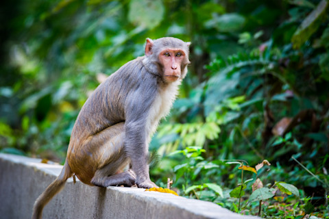 rhesus macaques