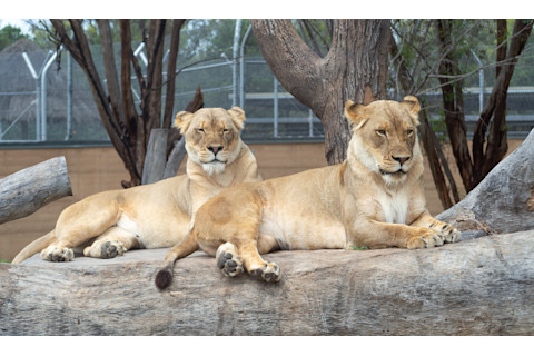 Lions in Taronga Western Plains Zoo